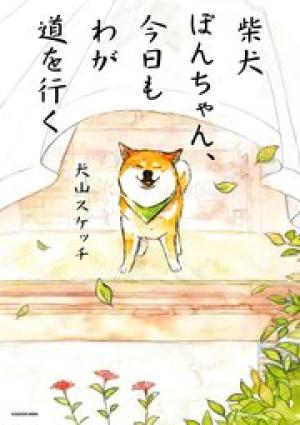 柴犬ぽんちゃん、今日もわが道を行く